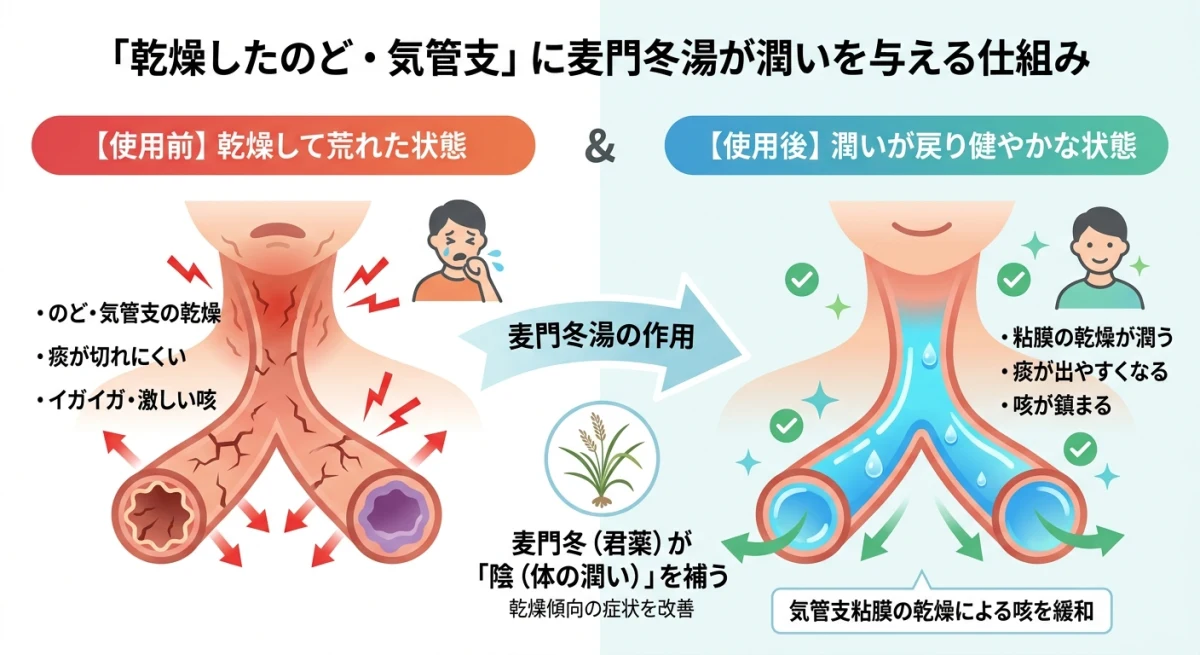 麦門冬湯が乾燥したのどを潤す仕組み