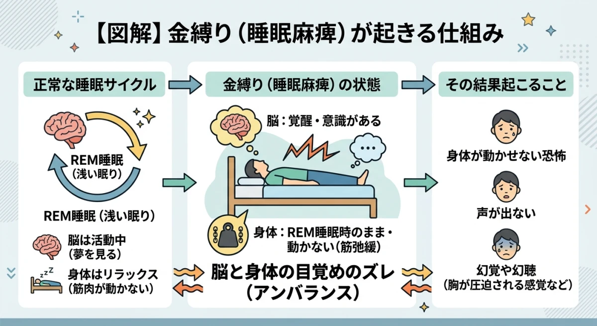 金縛り（睡眠麻痺）がなぜ起こるのかを解説
