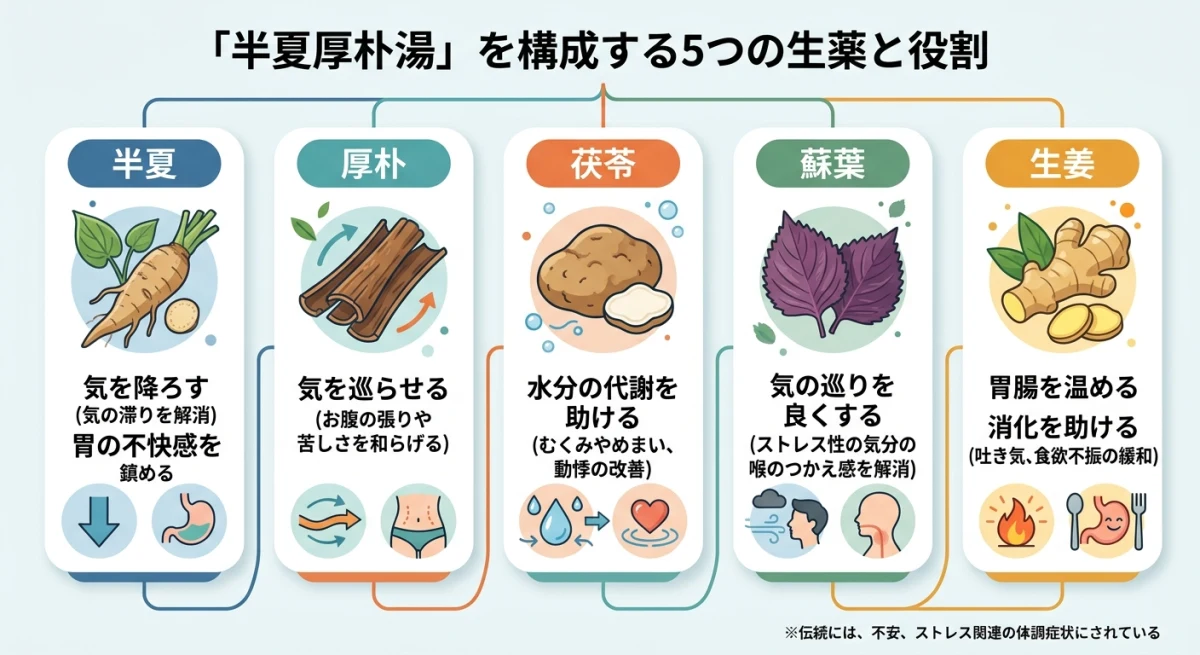 半夏厚朴湯を構成する5つの生薬の働き