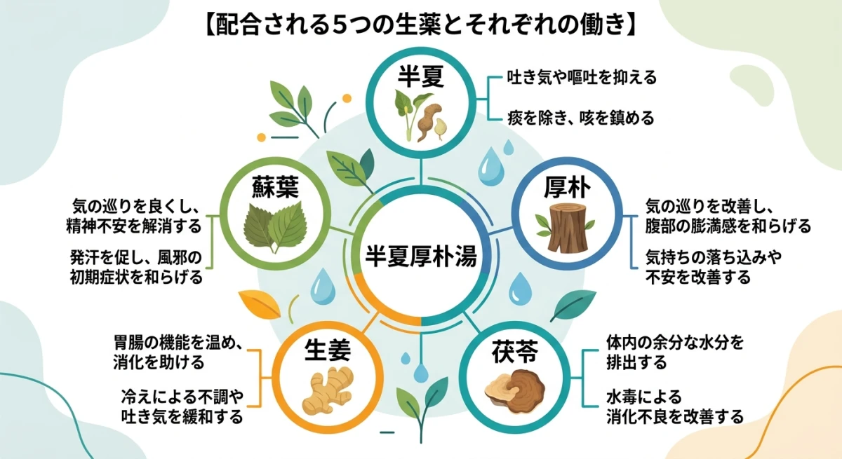 半夏厚朴湯に含まれる5つの生薬