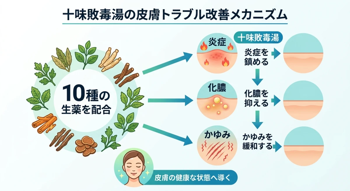 十味敗毒湯が皮膚トラブルを鎮める仕組み